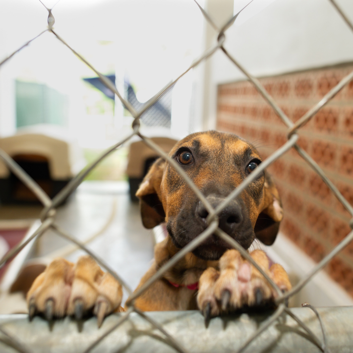 
Vet care covered · Healing